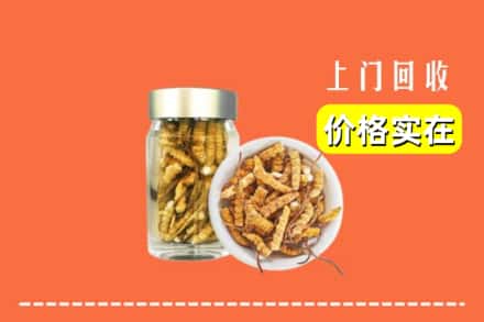 兰陵县回收散虫草